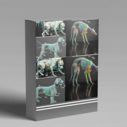 Sculpting Anatomy from Animal to Creature