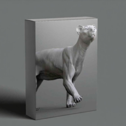 Animal Anatomy Modeling a Fossa